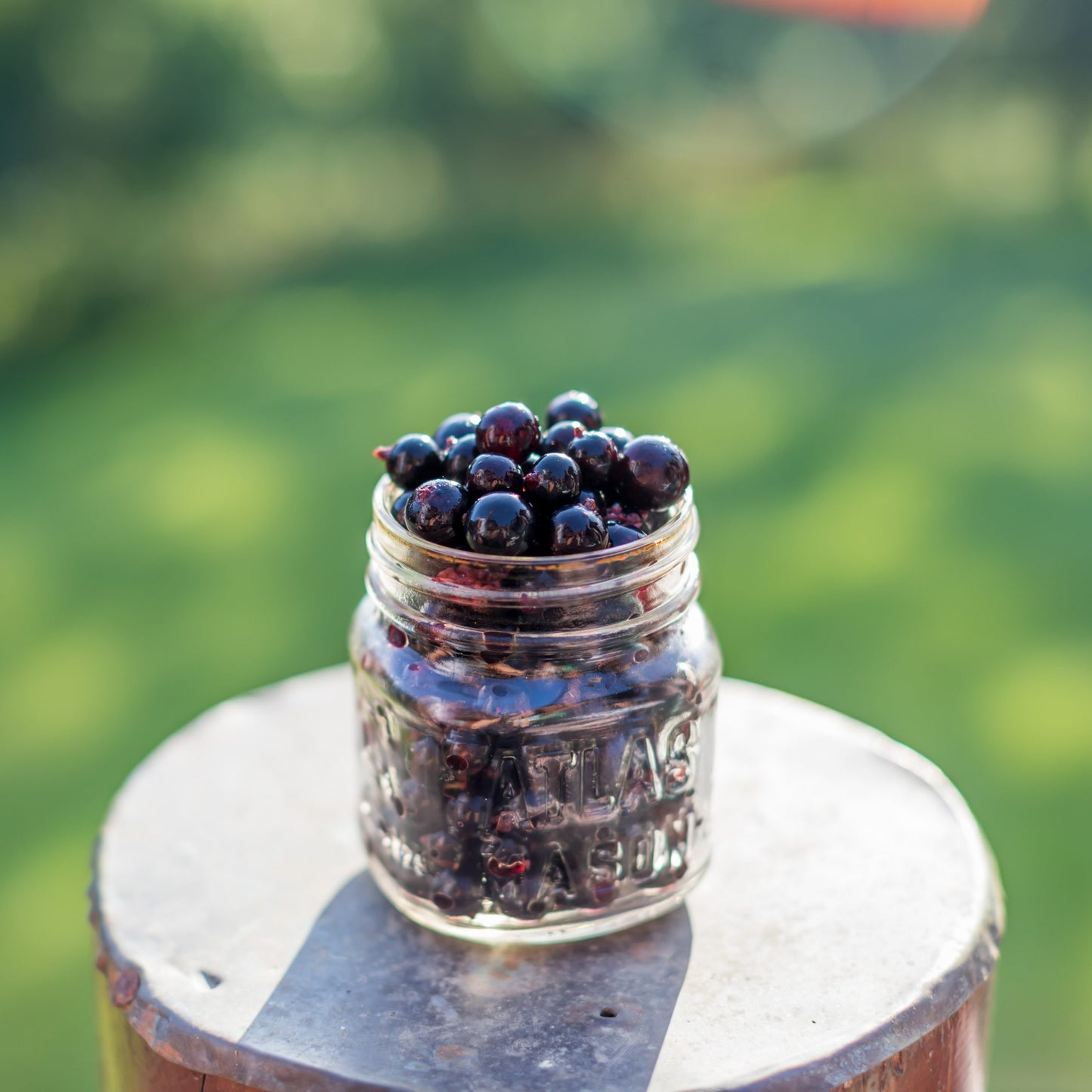 Black Currant - Bare Root