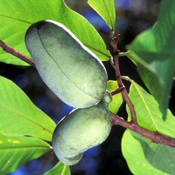 Pawpaw - Potted