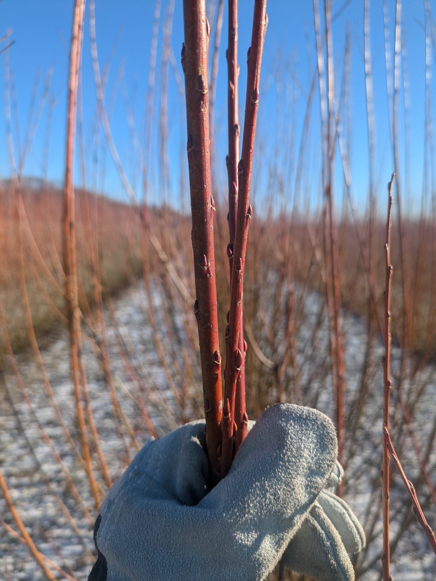 Willow Cuttings