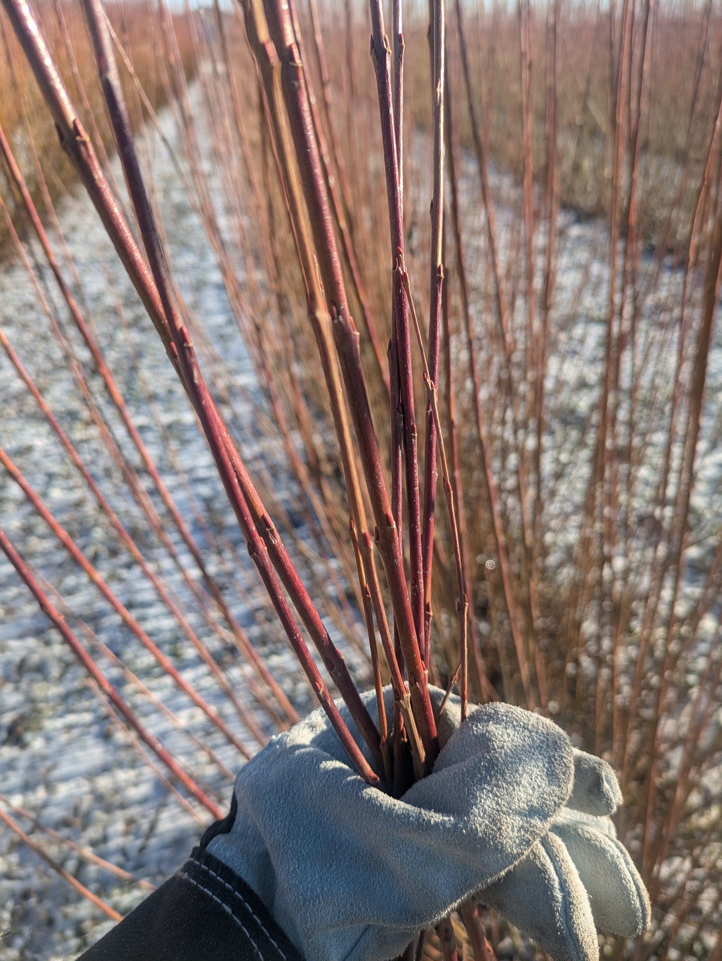 Willow Cuttings