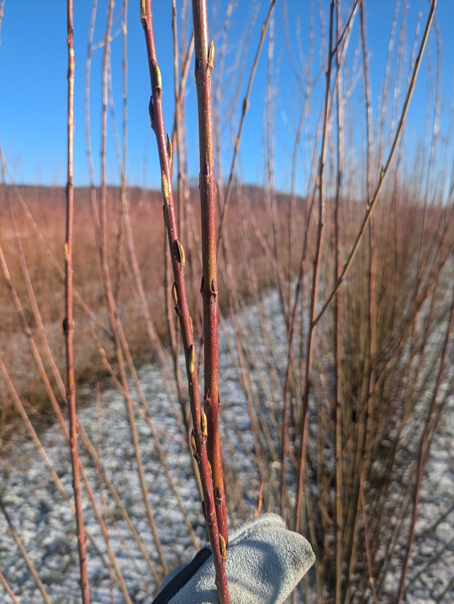 Willow Cuttings