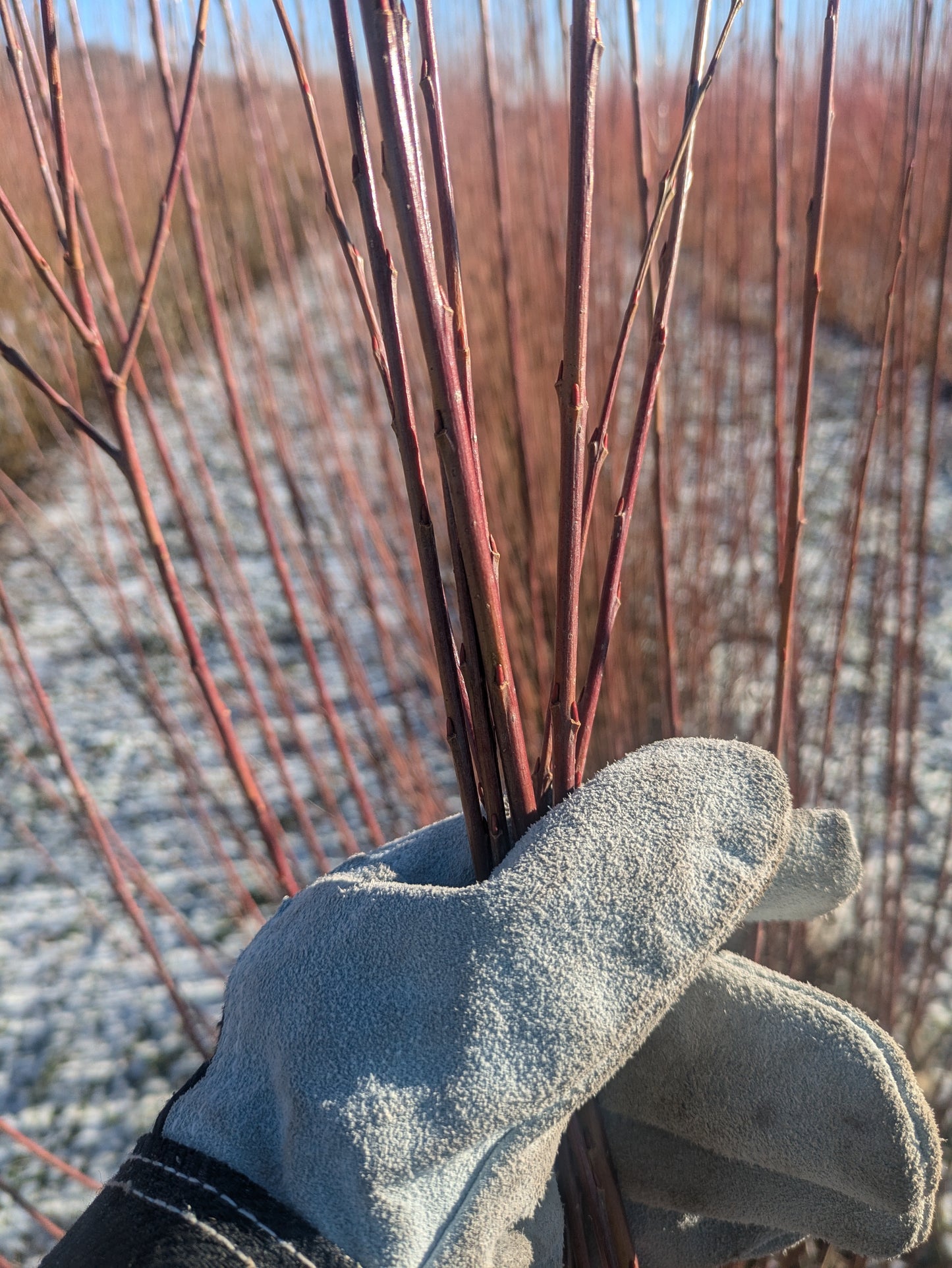 Willow Cuttings