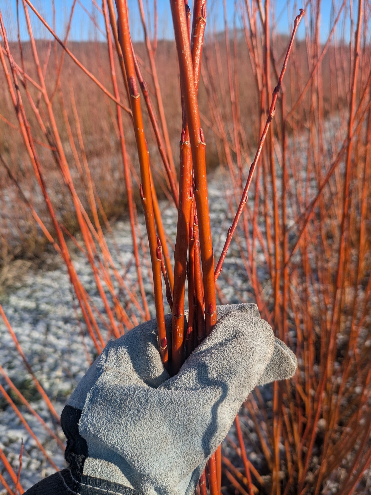 Willow Cuttings