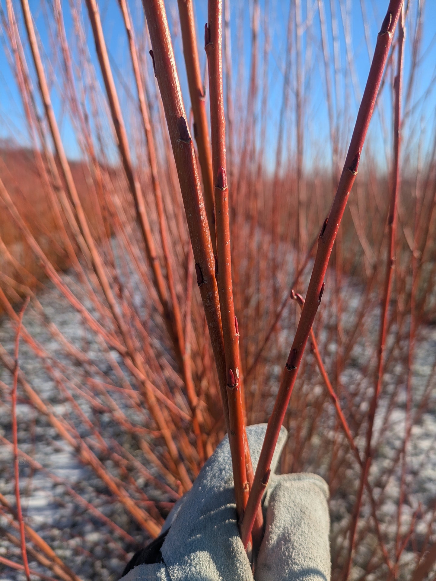 Willow Cuttings