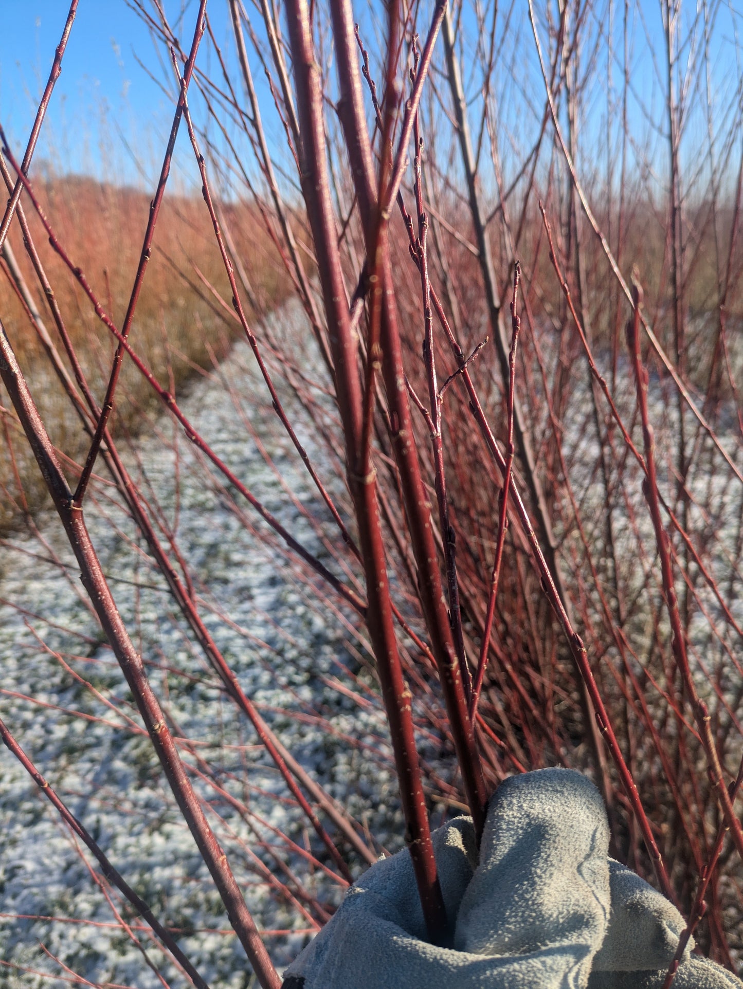 Willow Cuttings