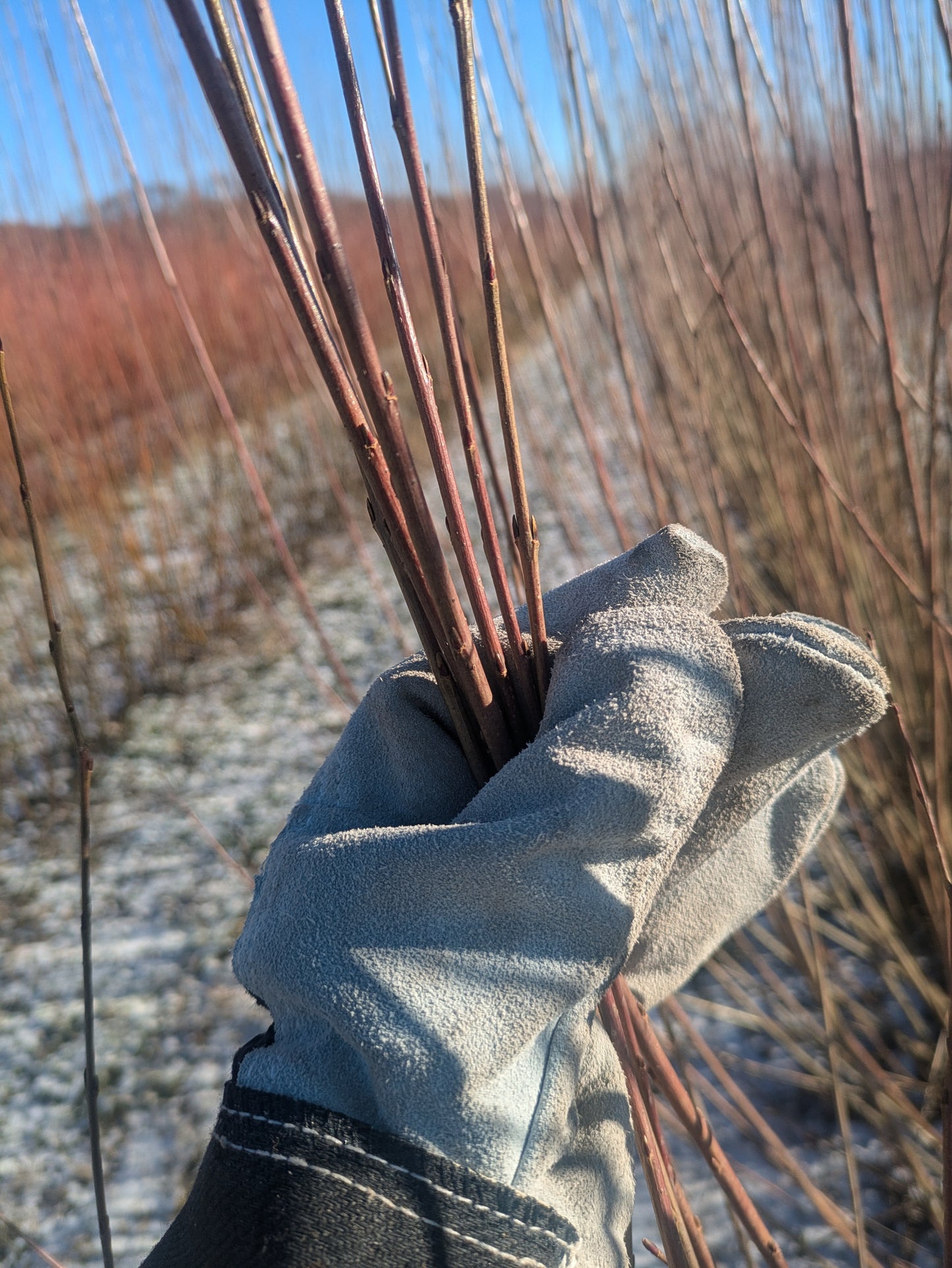 Willow Cuttings