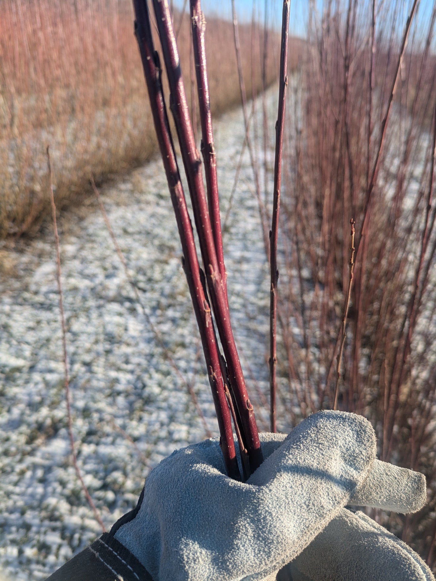 Willow Cuttings