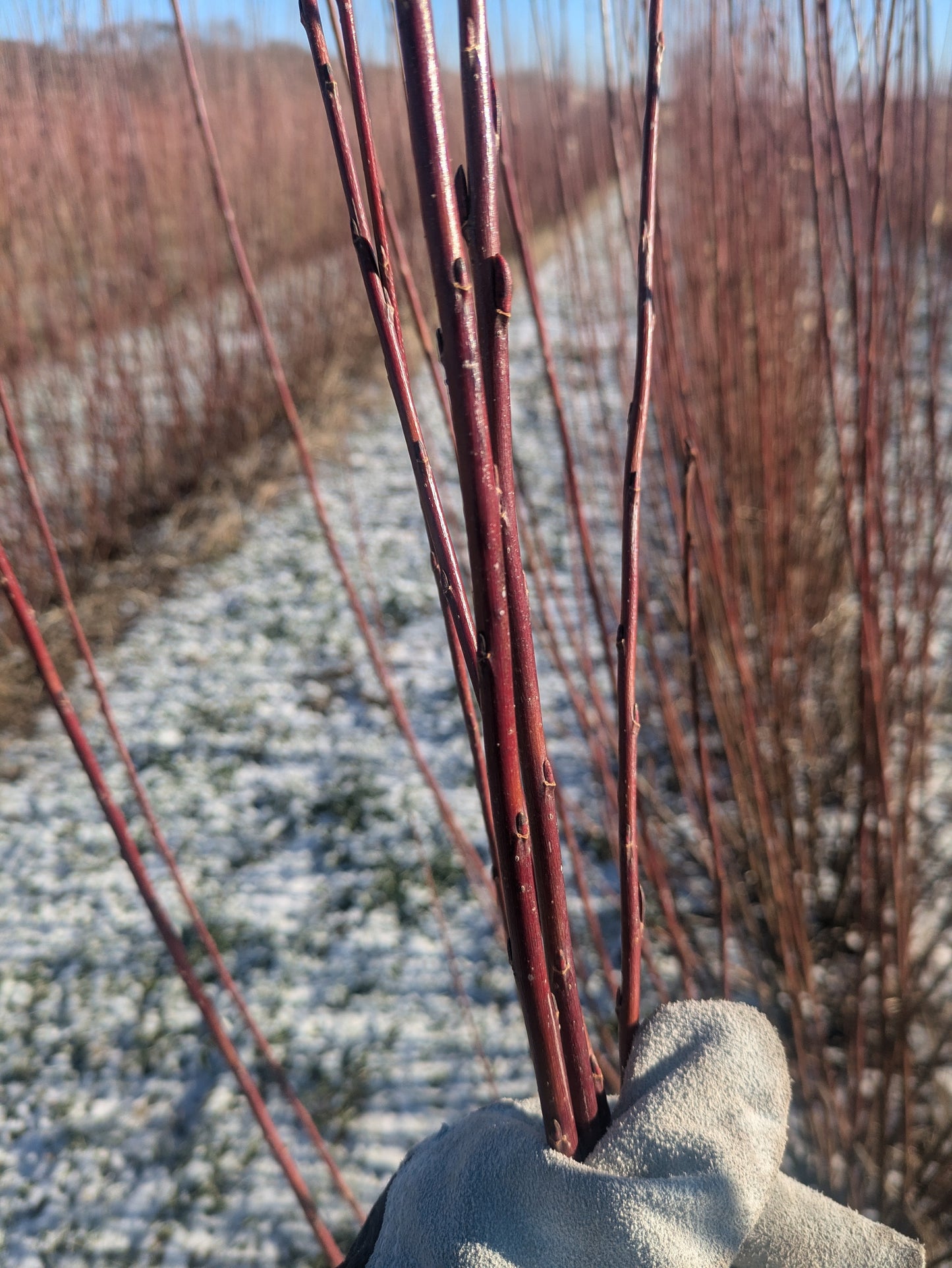 Willow Cuttings