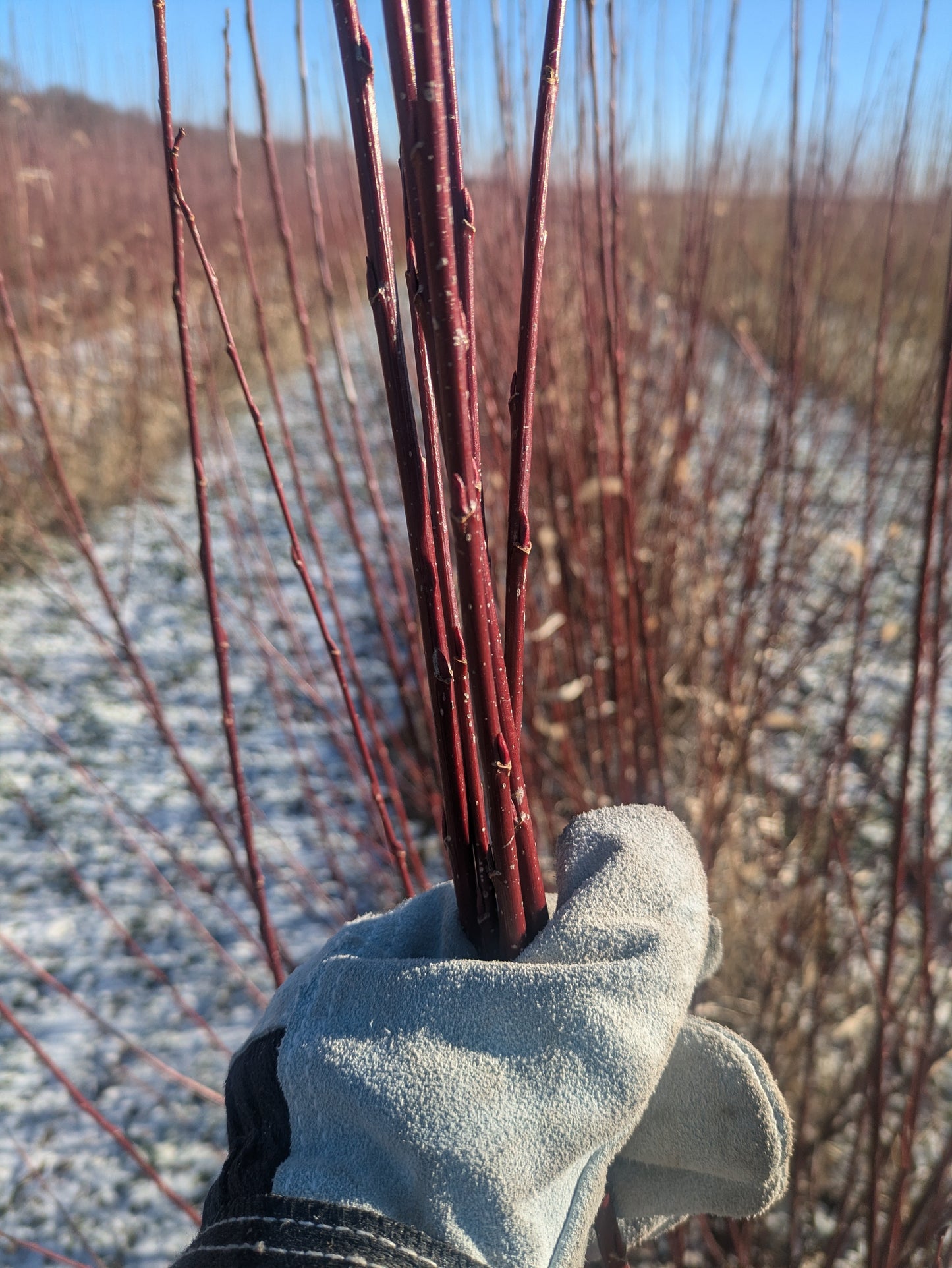 Willow Cuttings