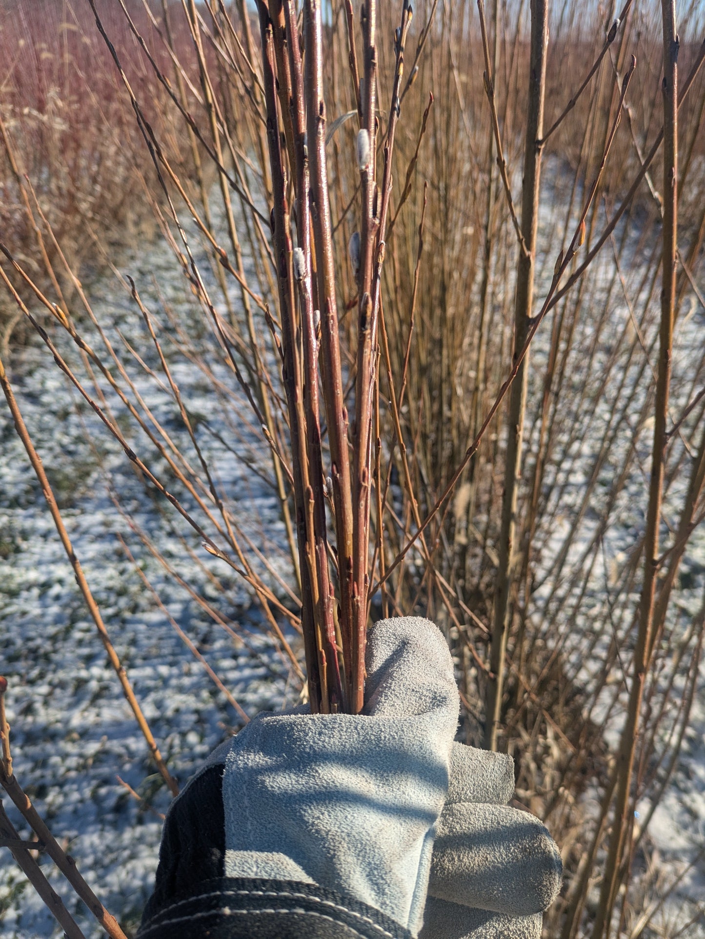 Willow Cuttings