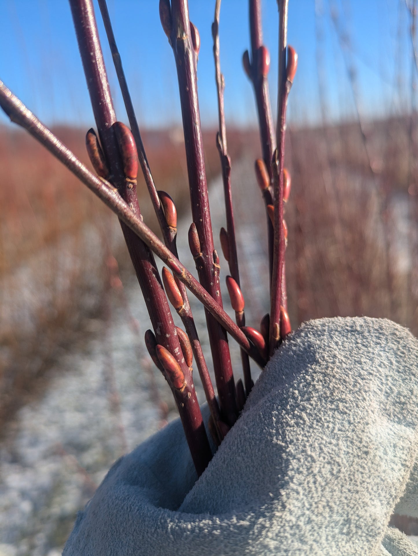 Willow Cuttings