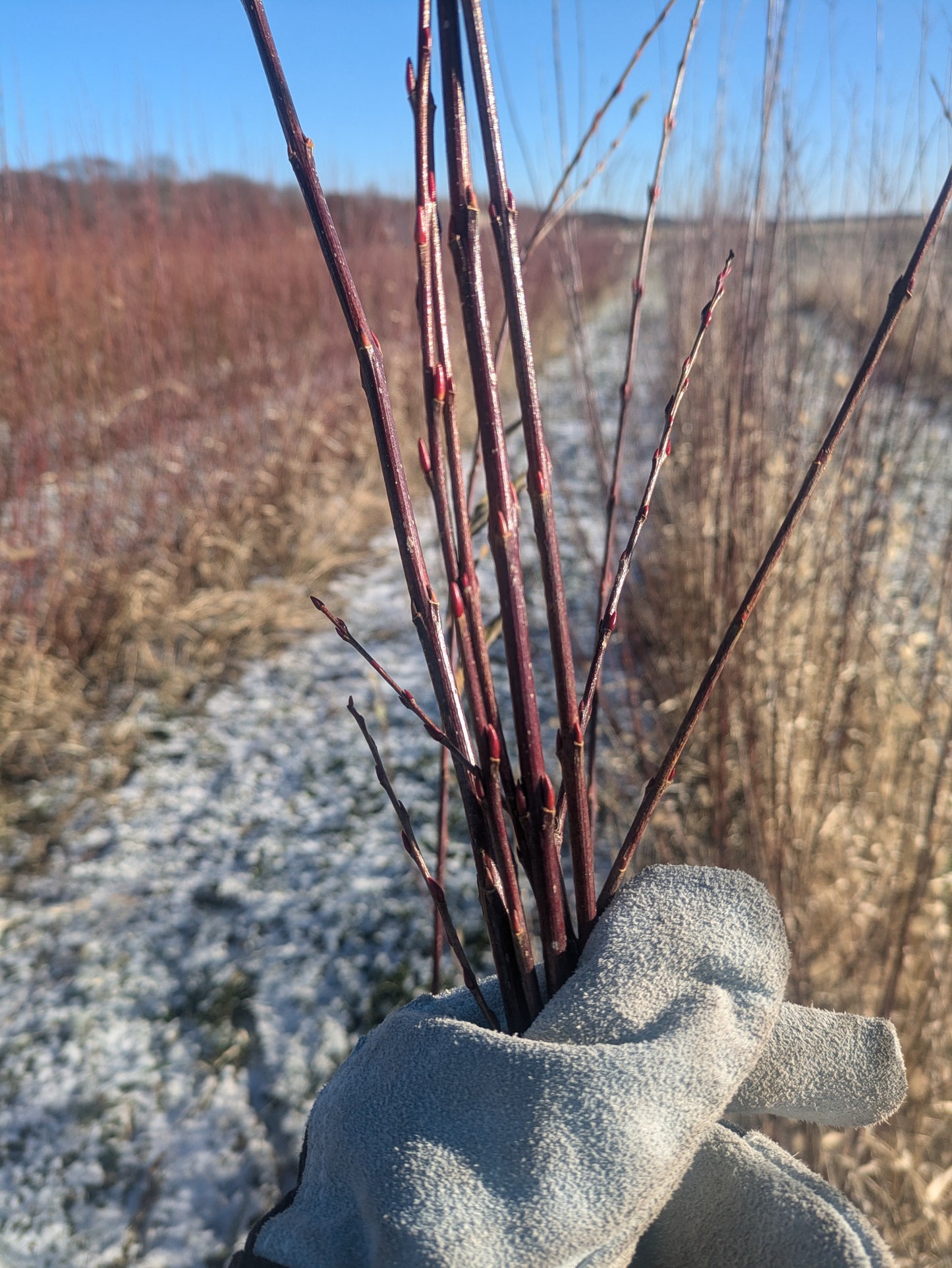 Willow Cuttings