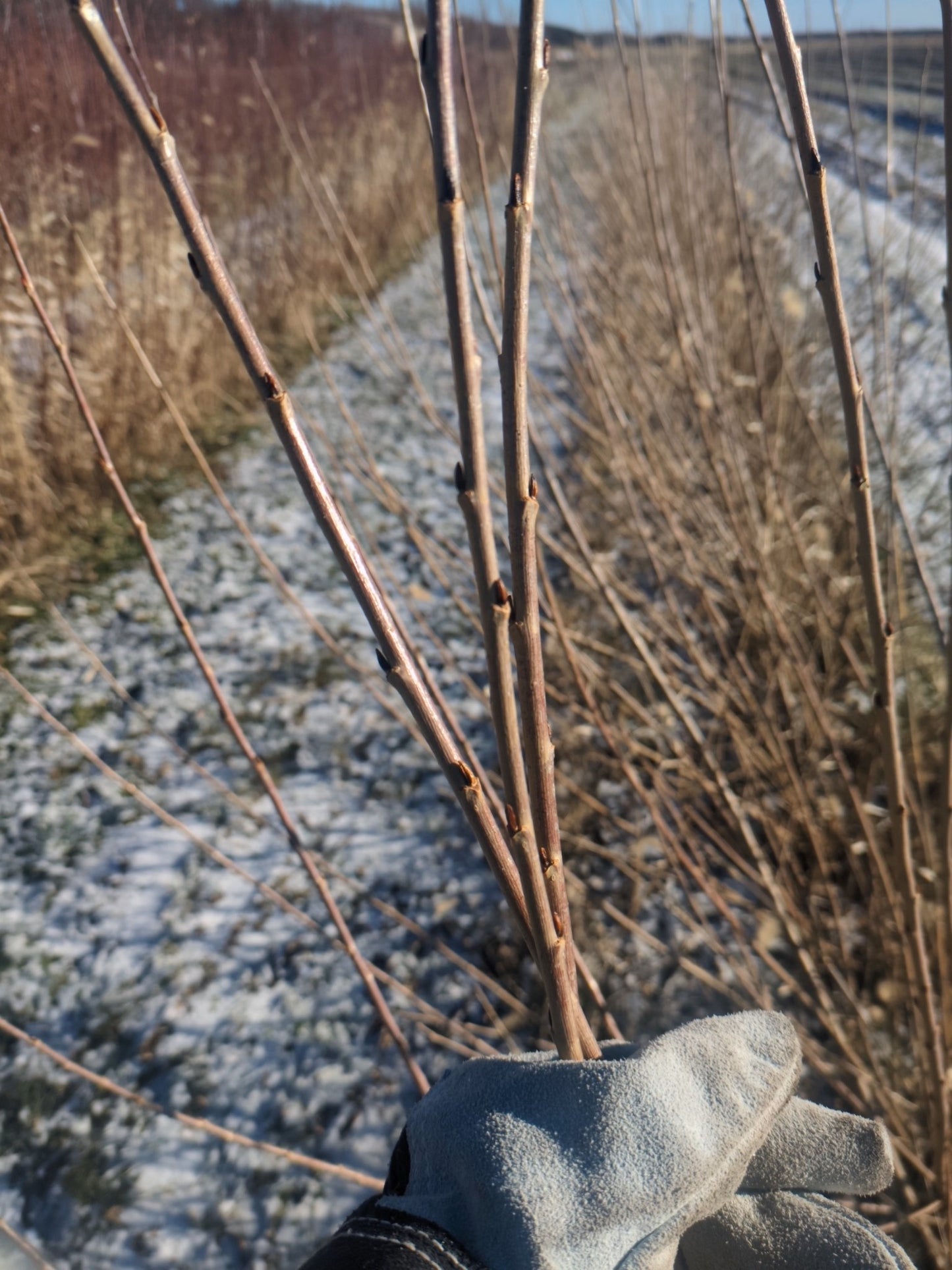 Willow Cuttings