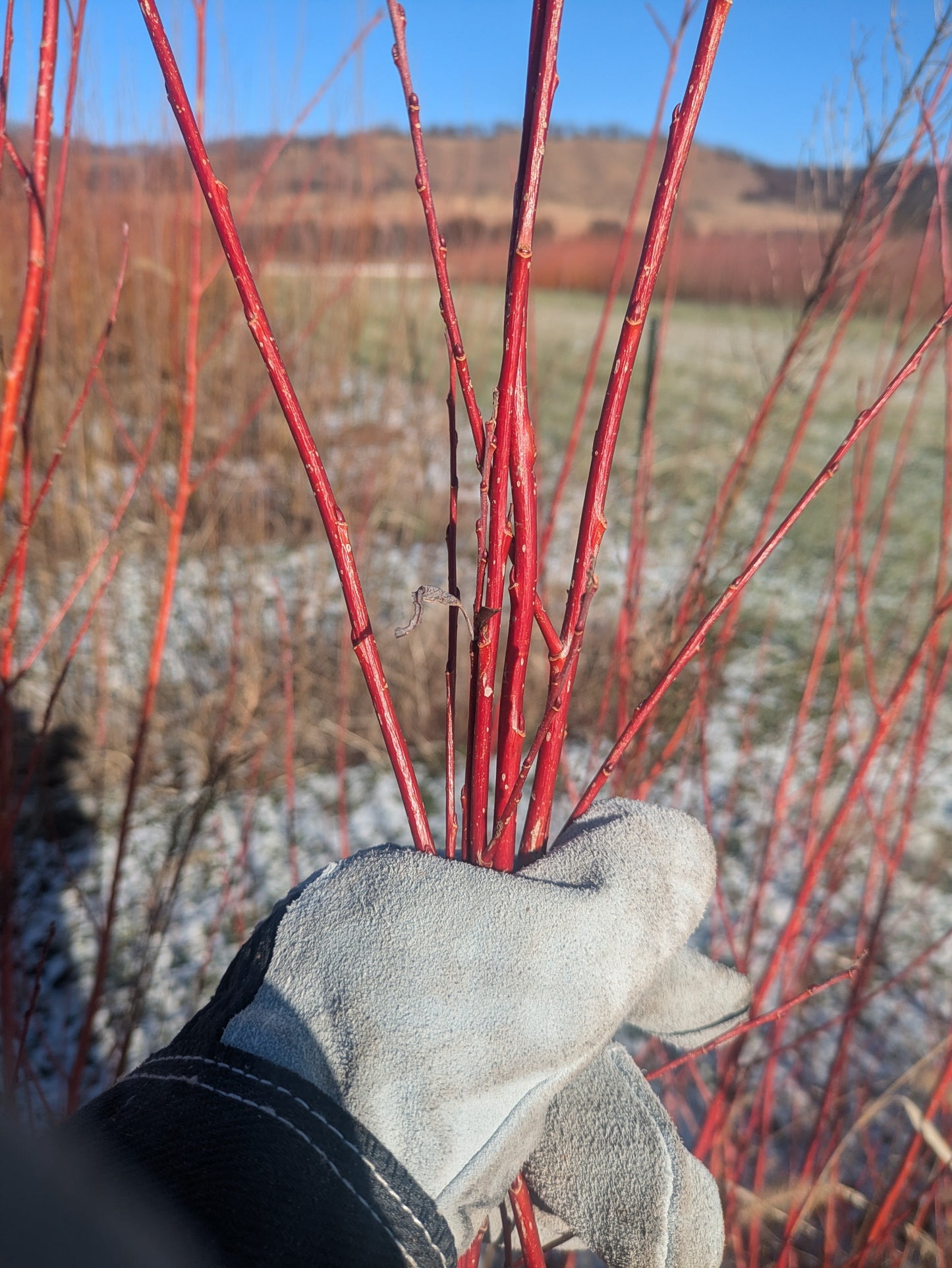 Willow Cuttings