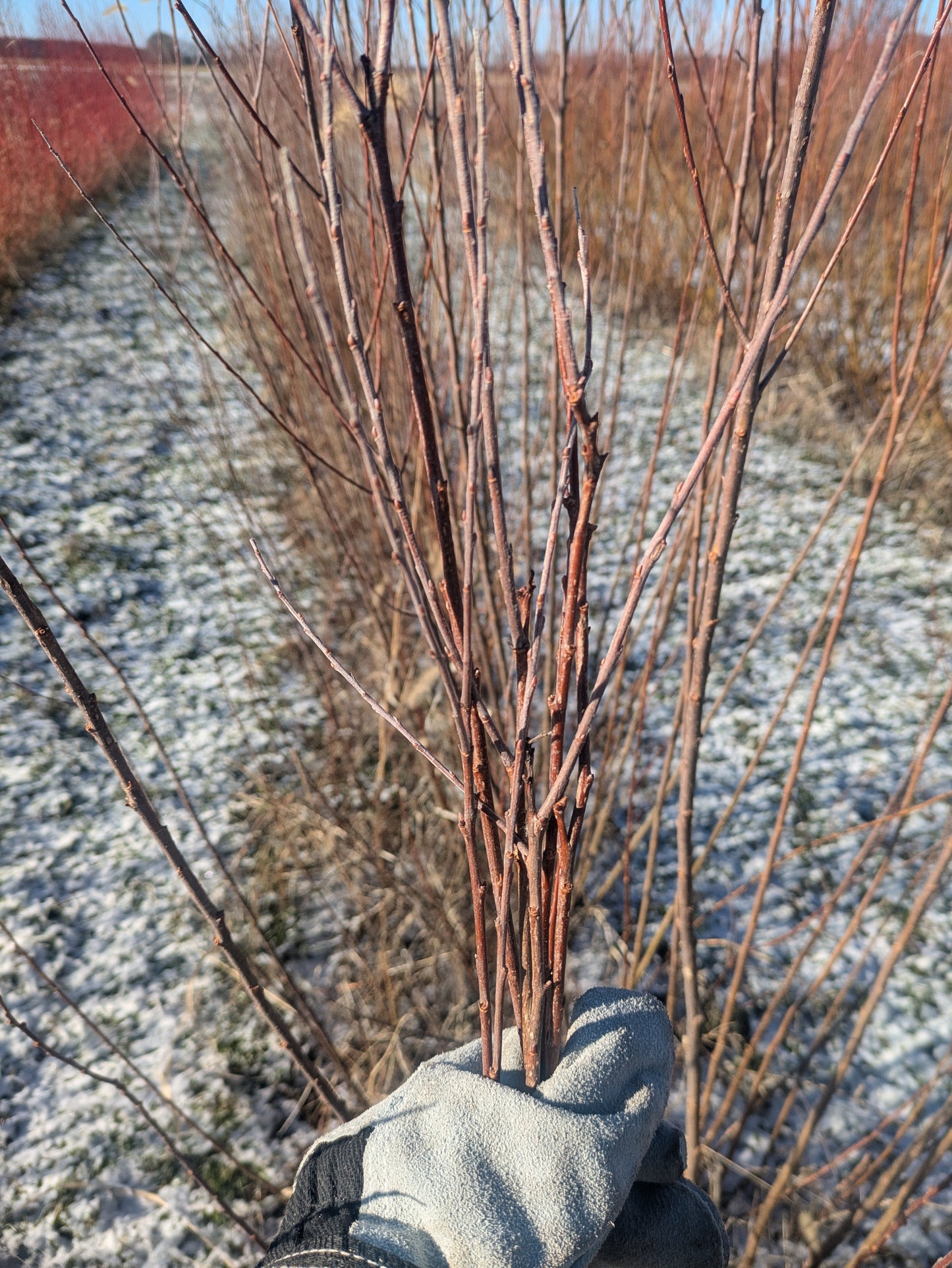 Willow Cuttings