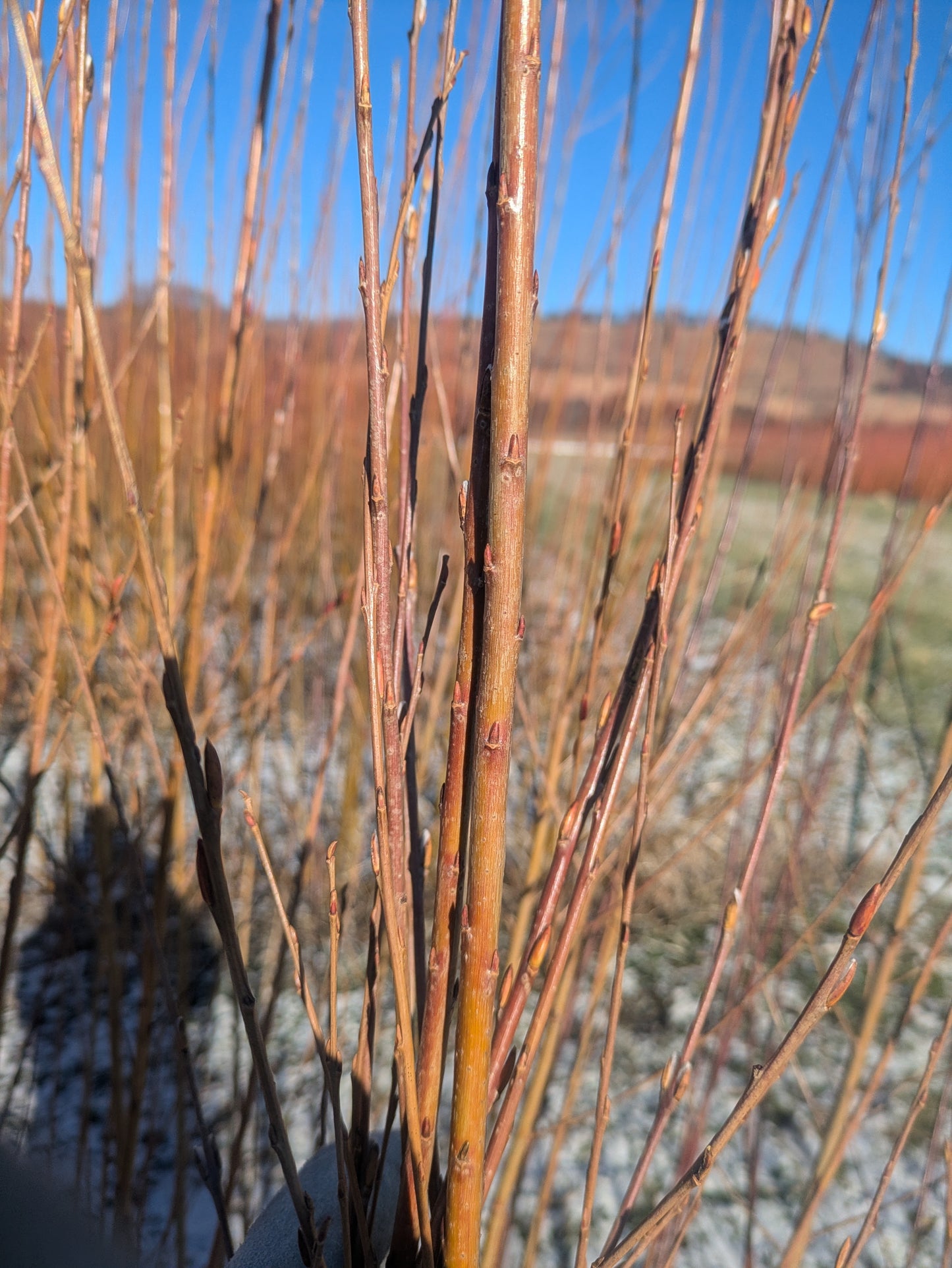 Willow Cuttings