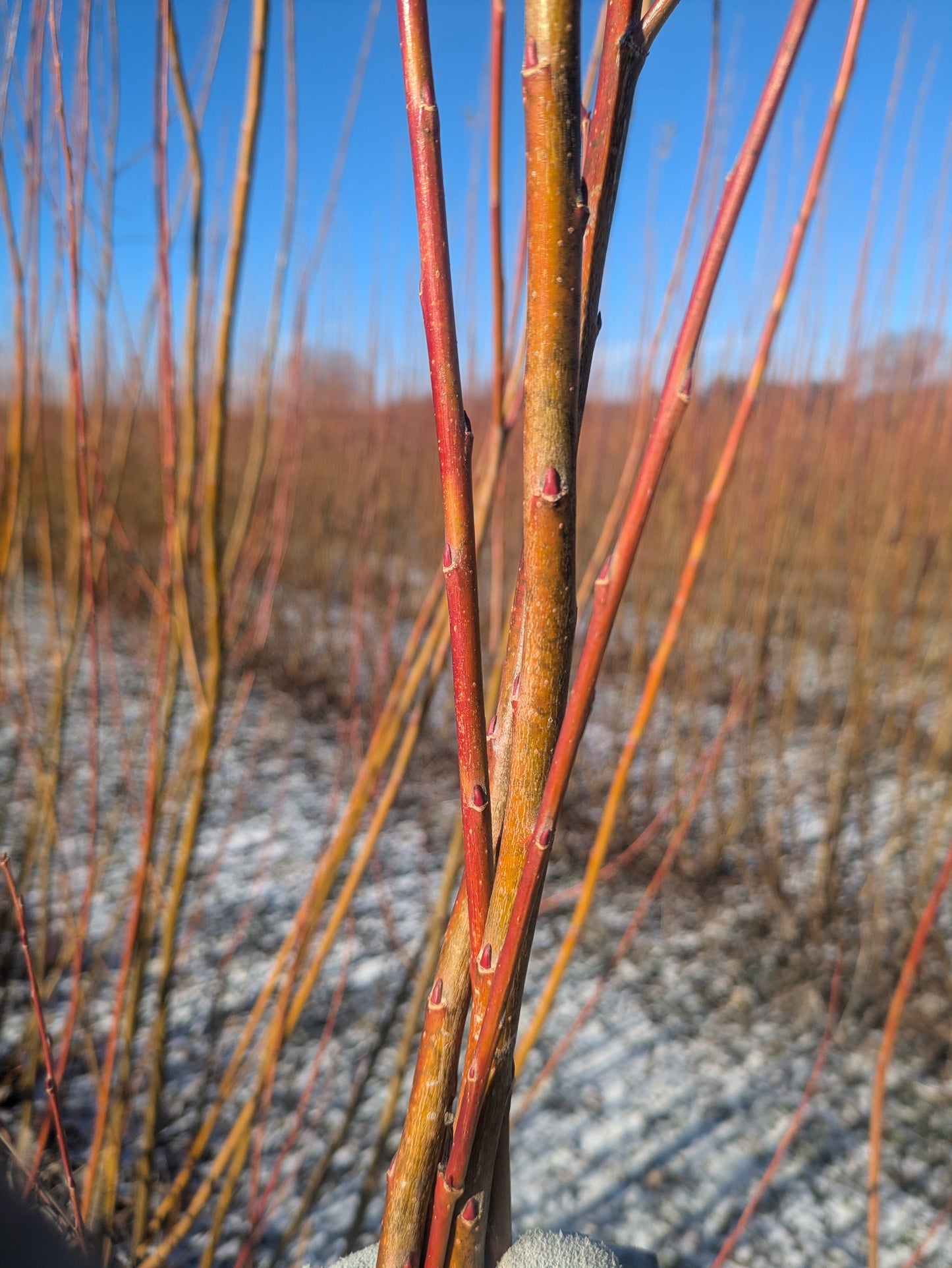 Willow Cuttings