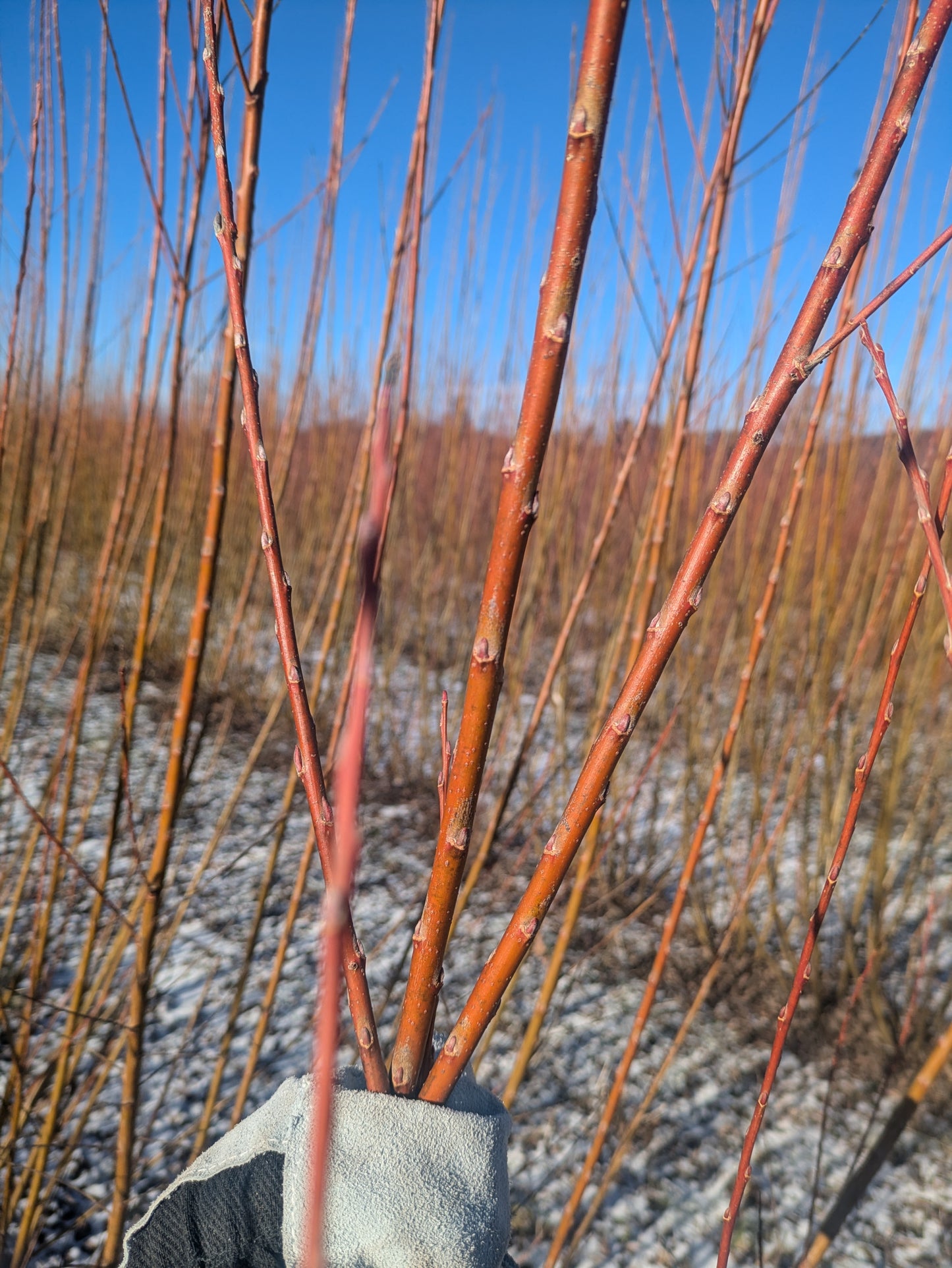 Willow Cuttings