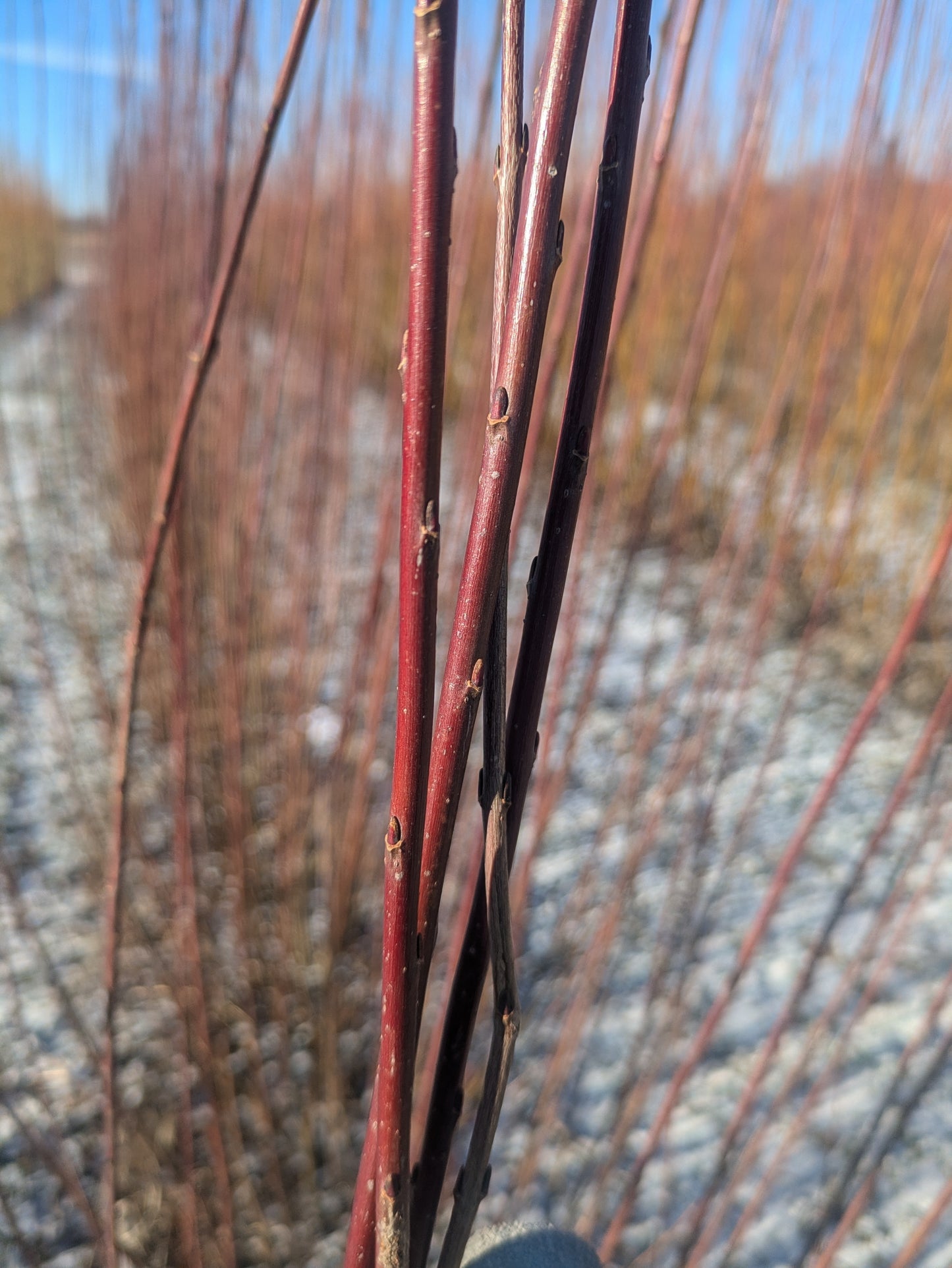 Willow Cuttings