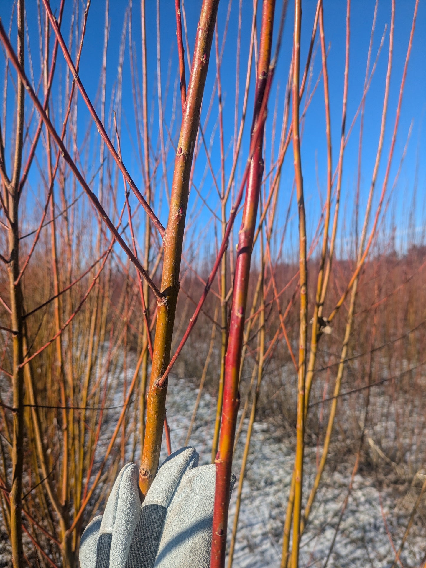 Willow Cuttings