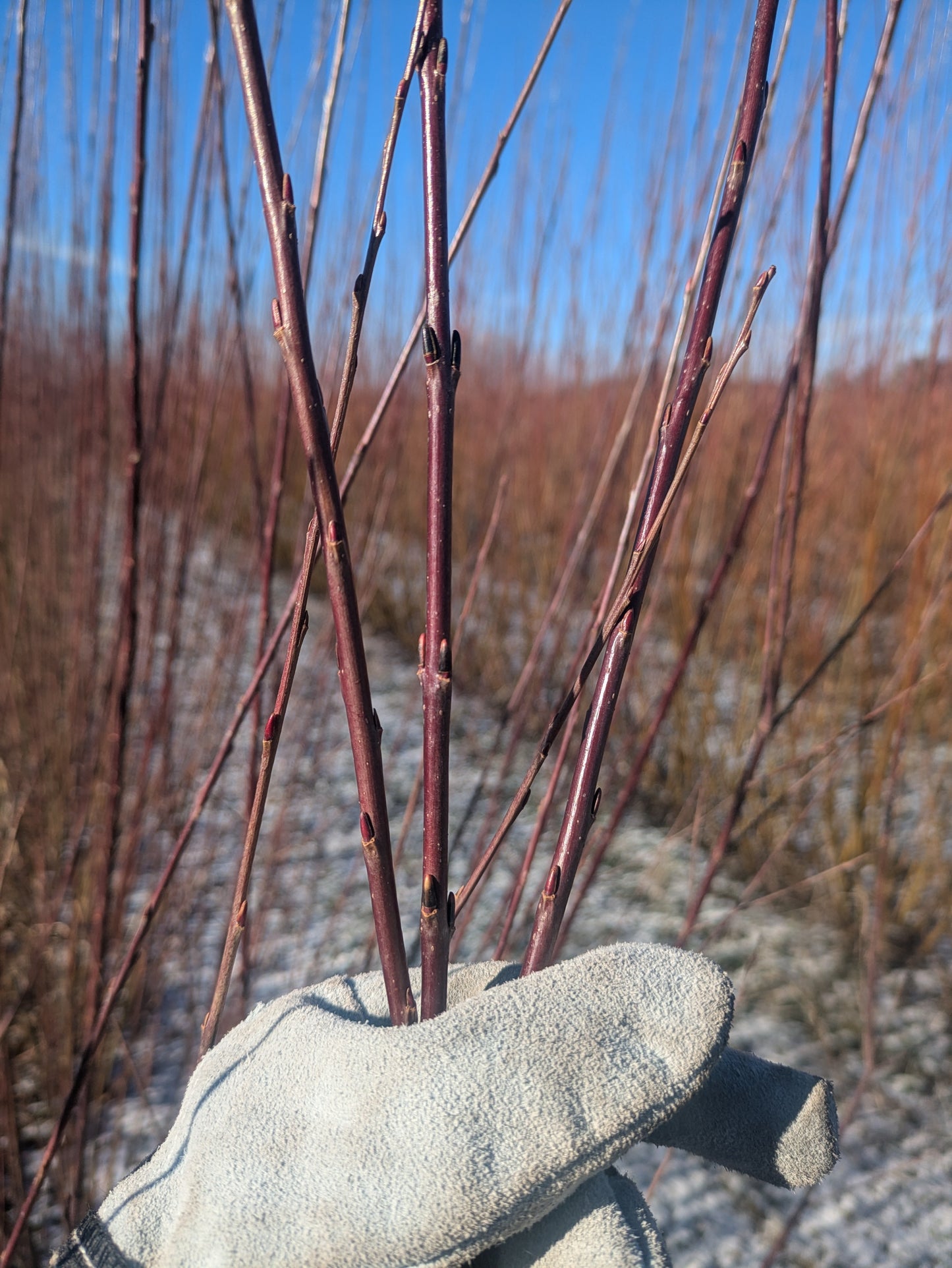 Willow Cuttings