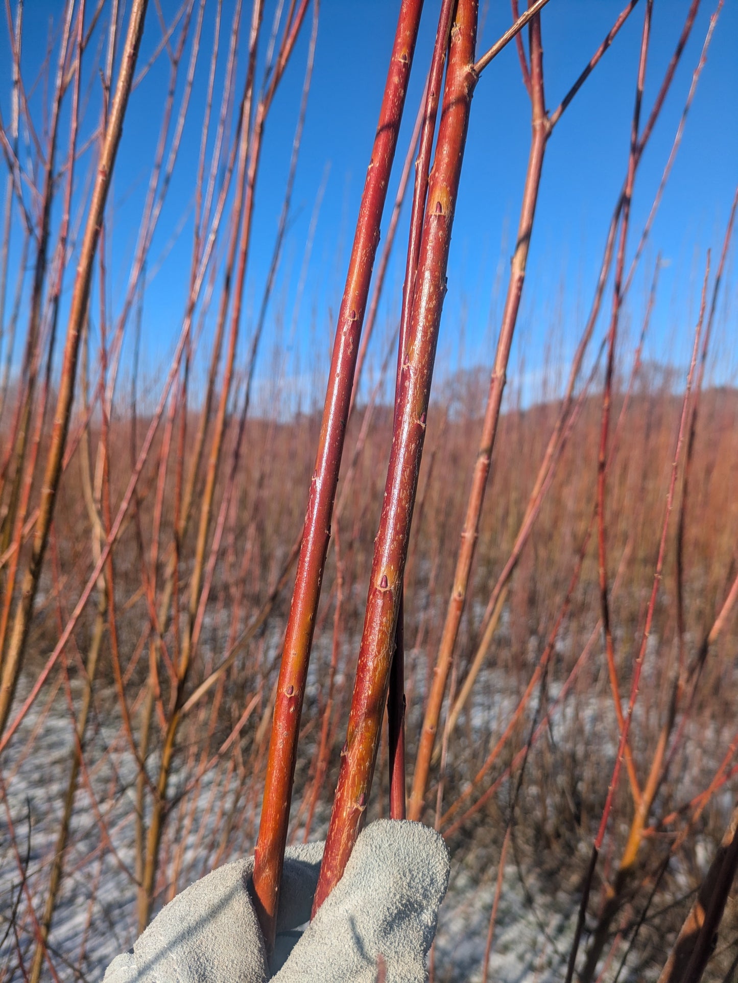 Willow Cuttings