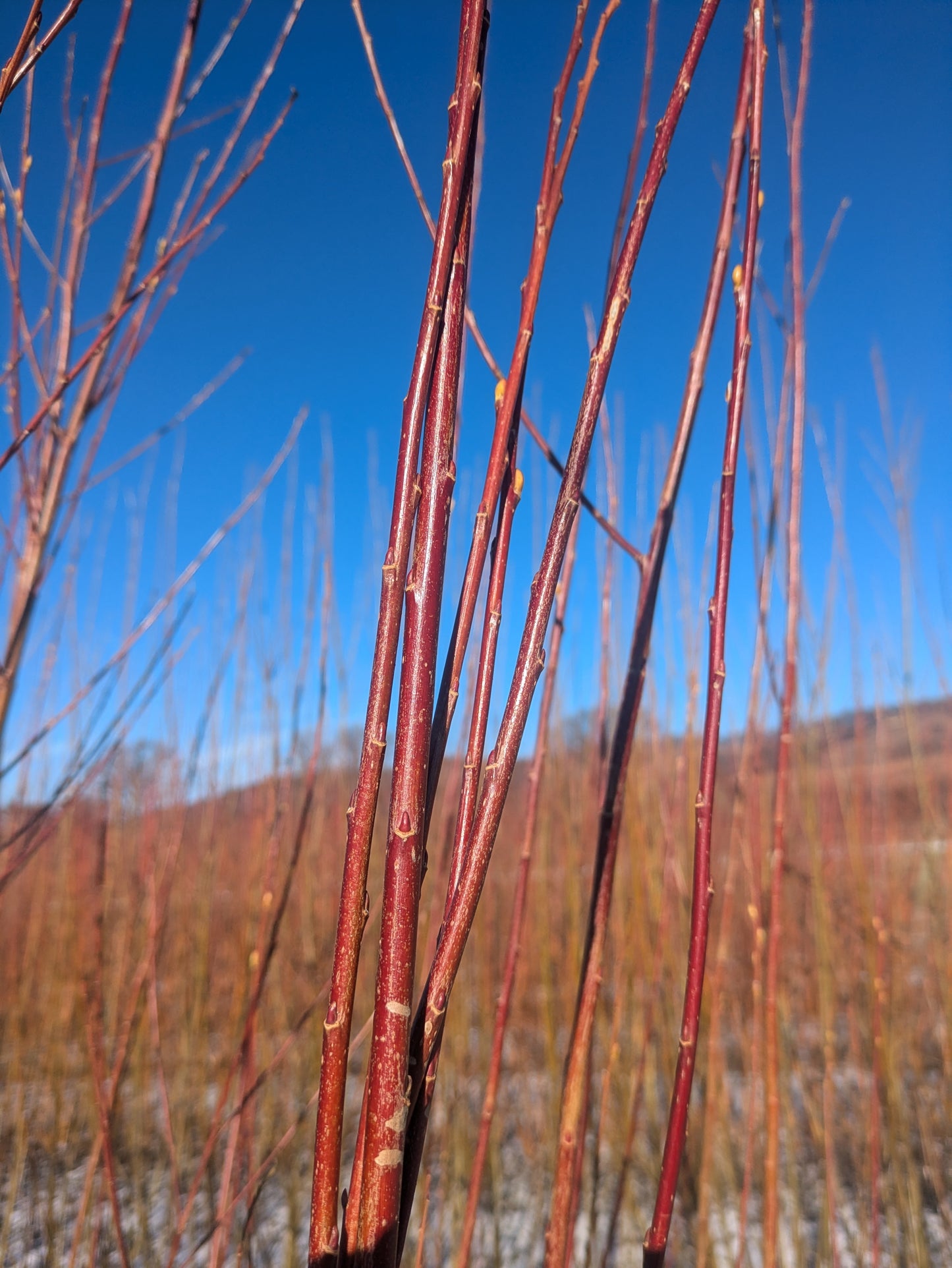 Willow Cuttings