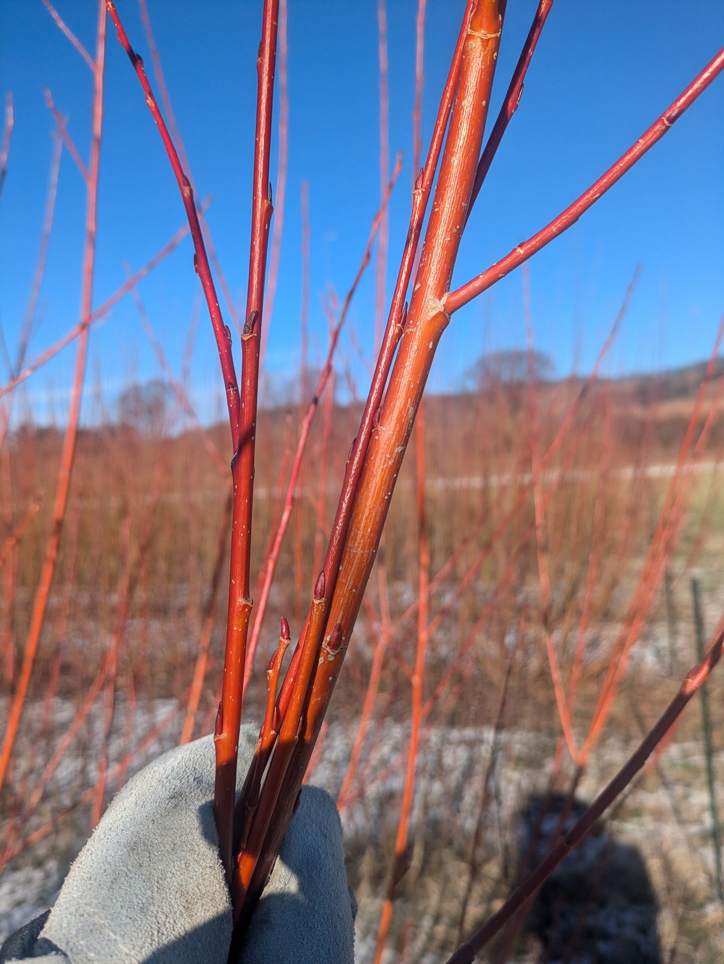 Willow Cuttings