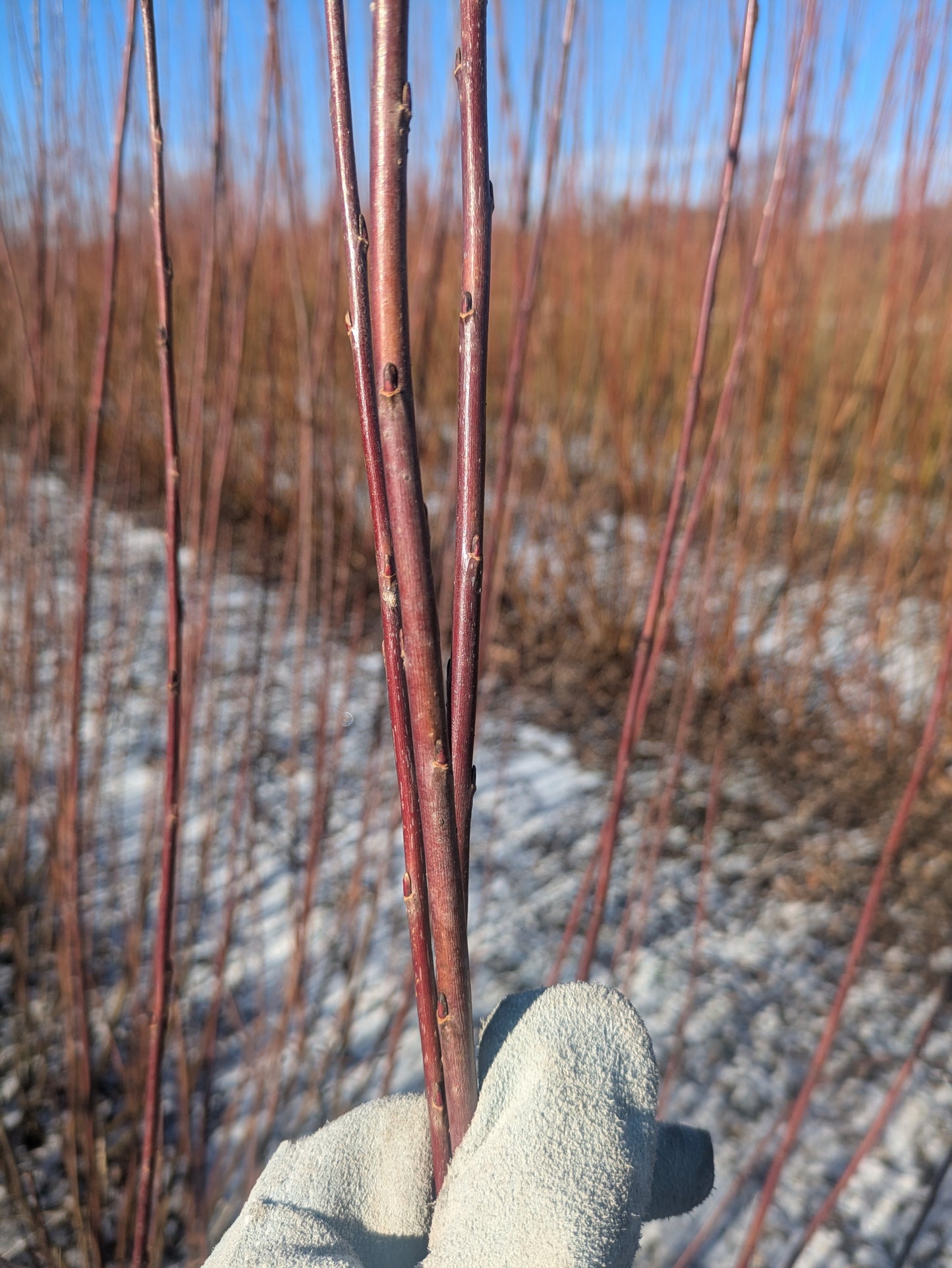 Willow Cuttings