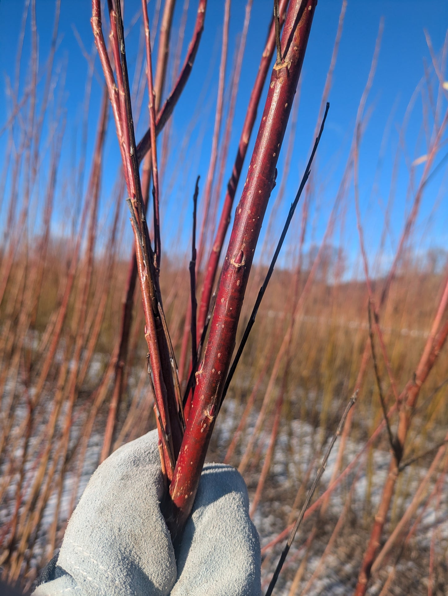 Willow Cuttings