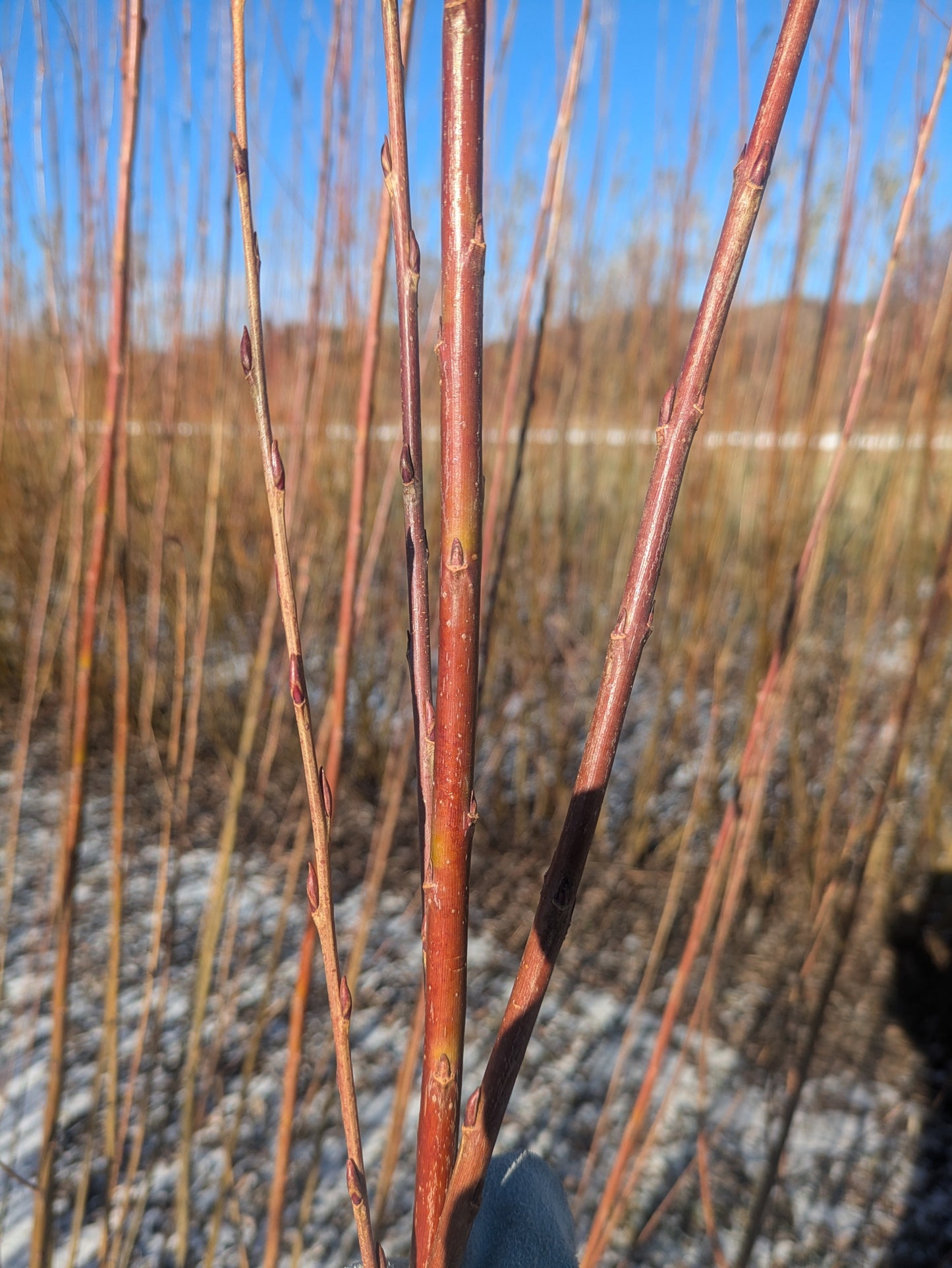 Willow Cuttings