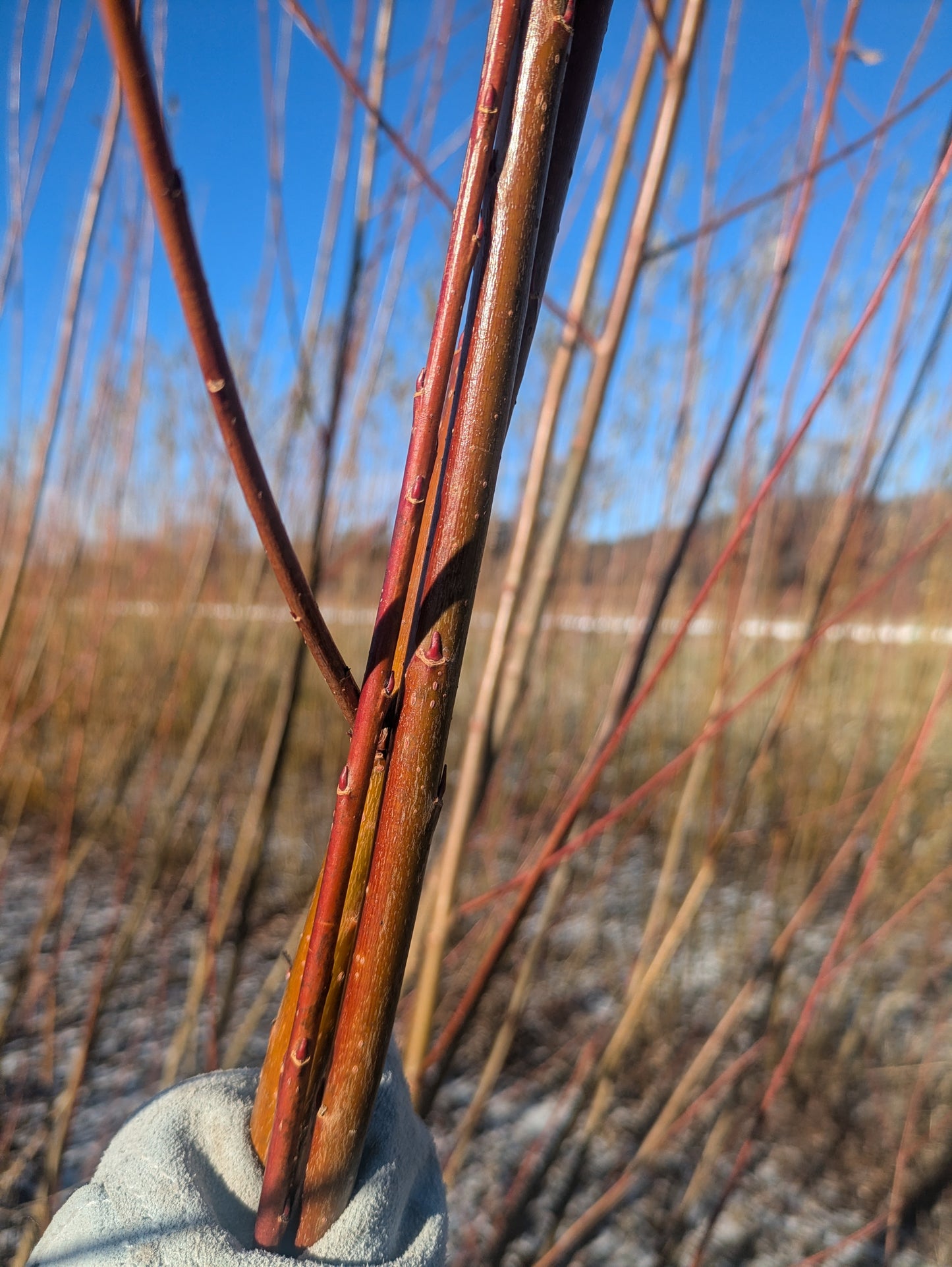 Willow Cuttings