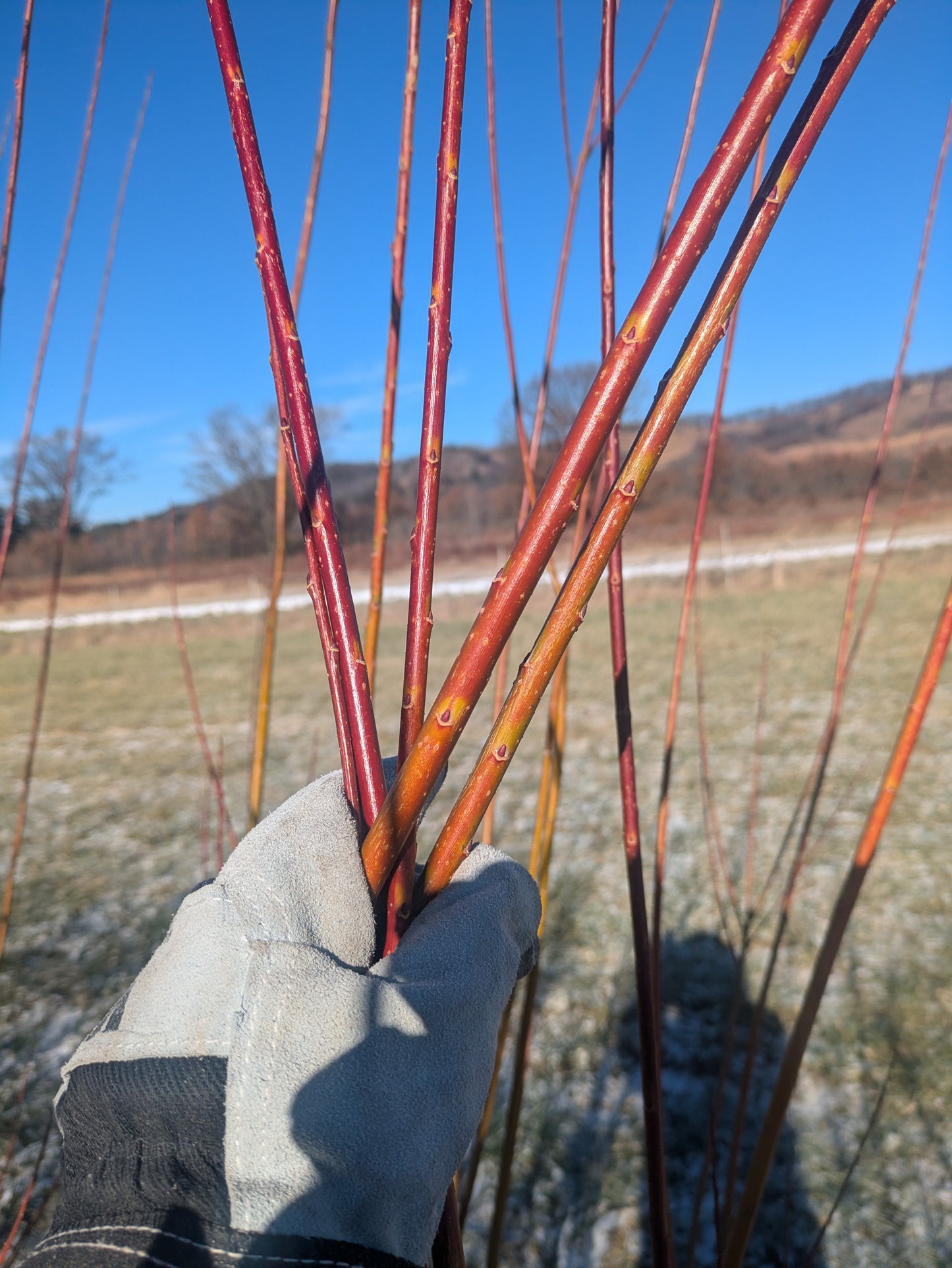 Willow Cuttings