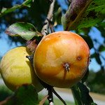 Spring Harvest Bulk Sale - Persimmon - Bare Root