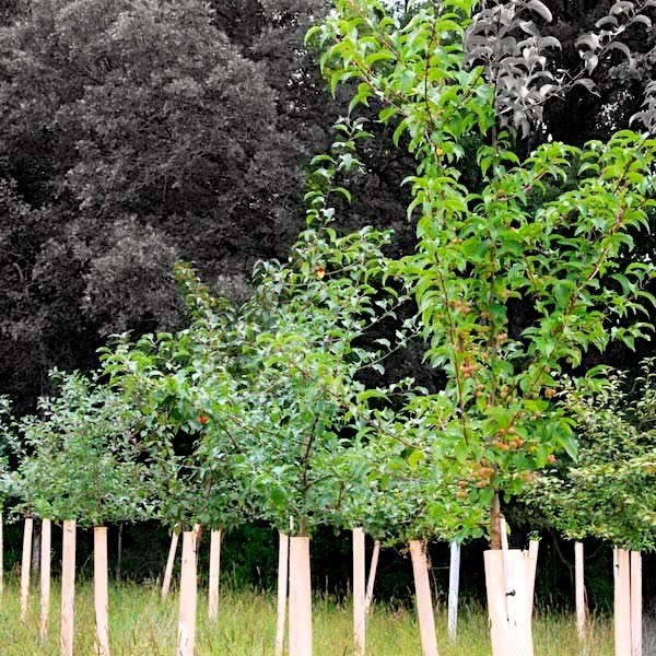 Tree Tubes + Stakes - PICK UP