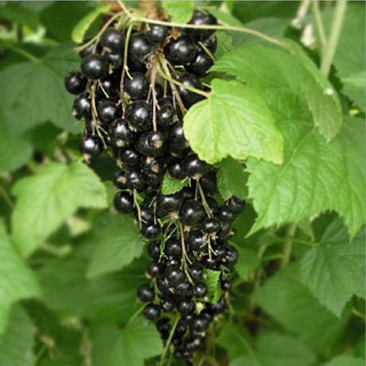 Black Currant - Bare Root