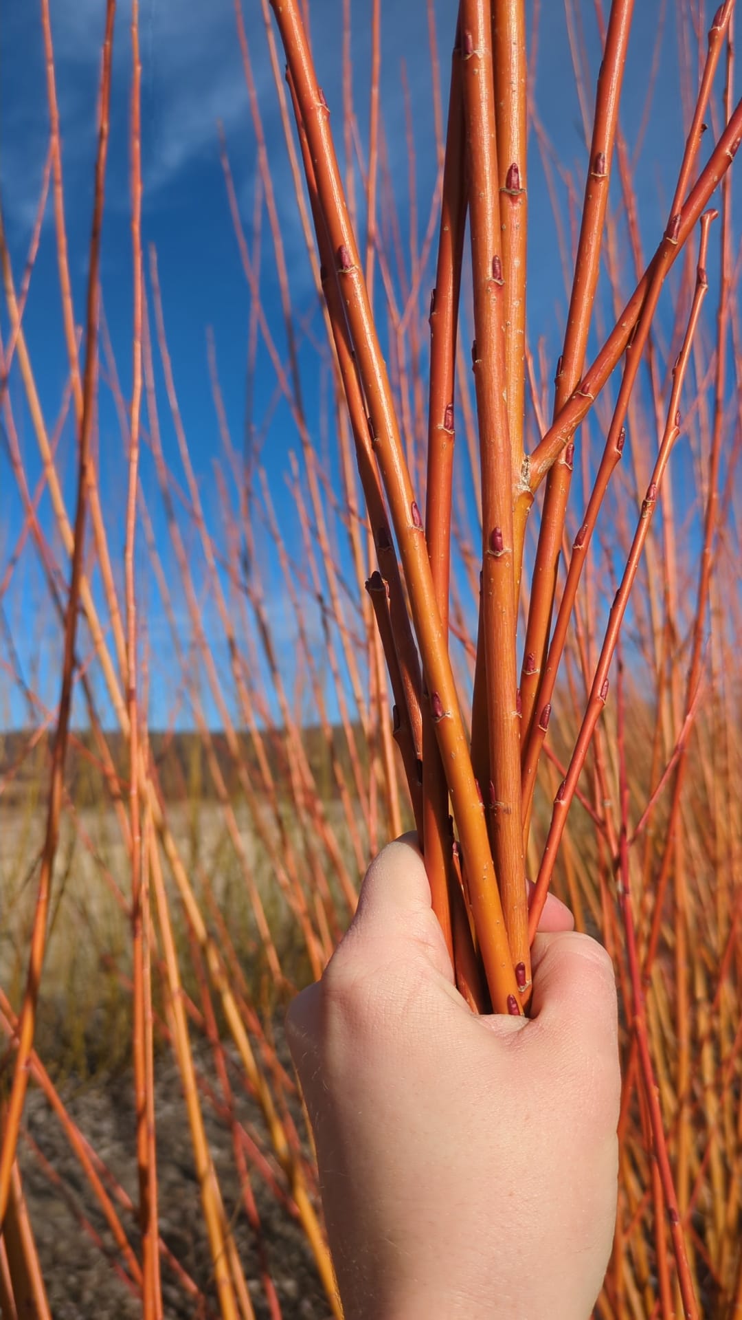 Willow Cuttings