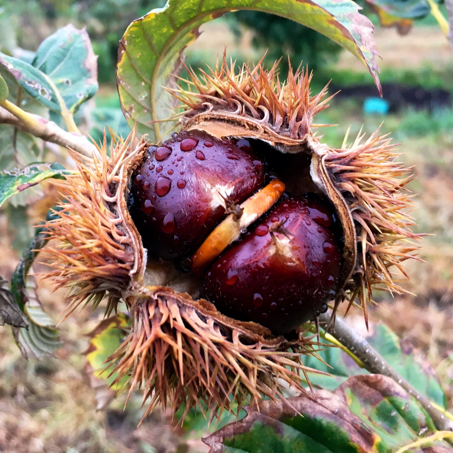 Chestnut – Bare Root