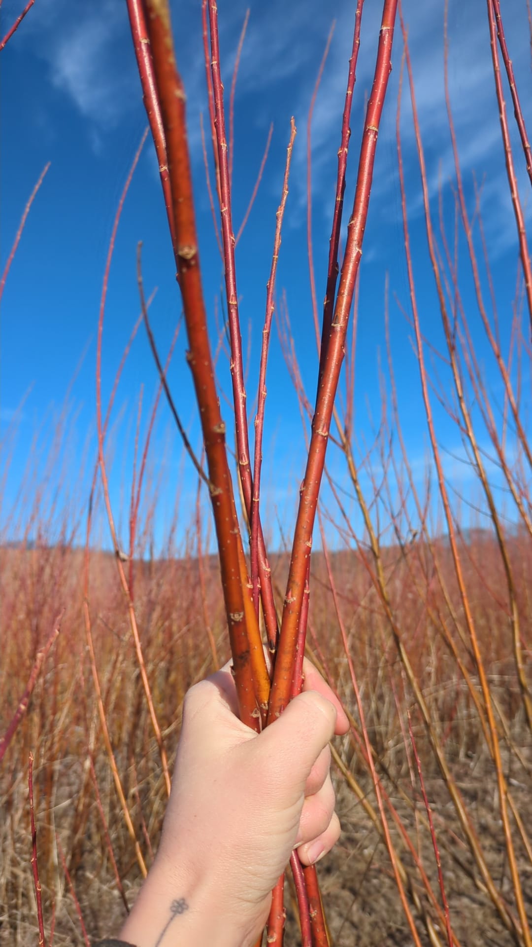 Willow Cuttings