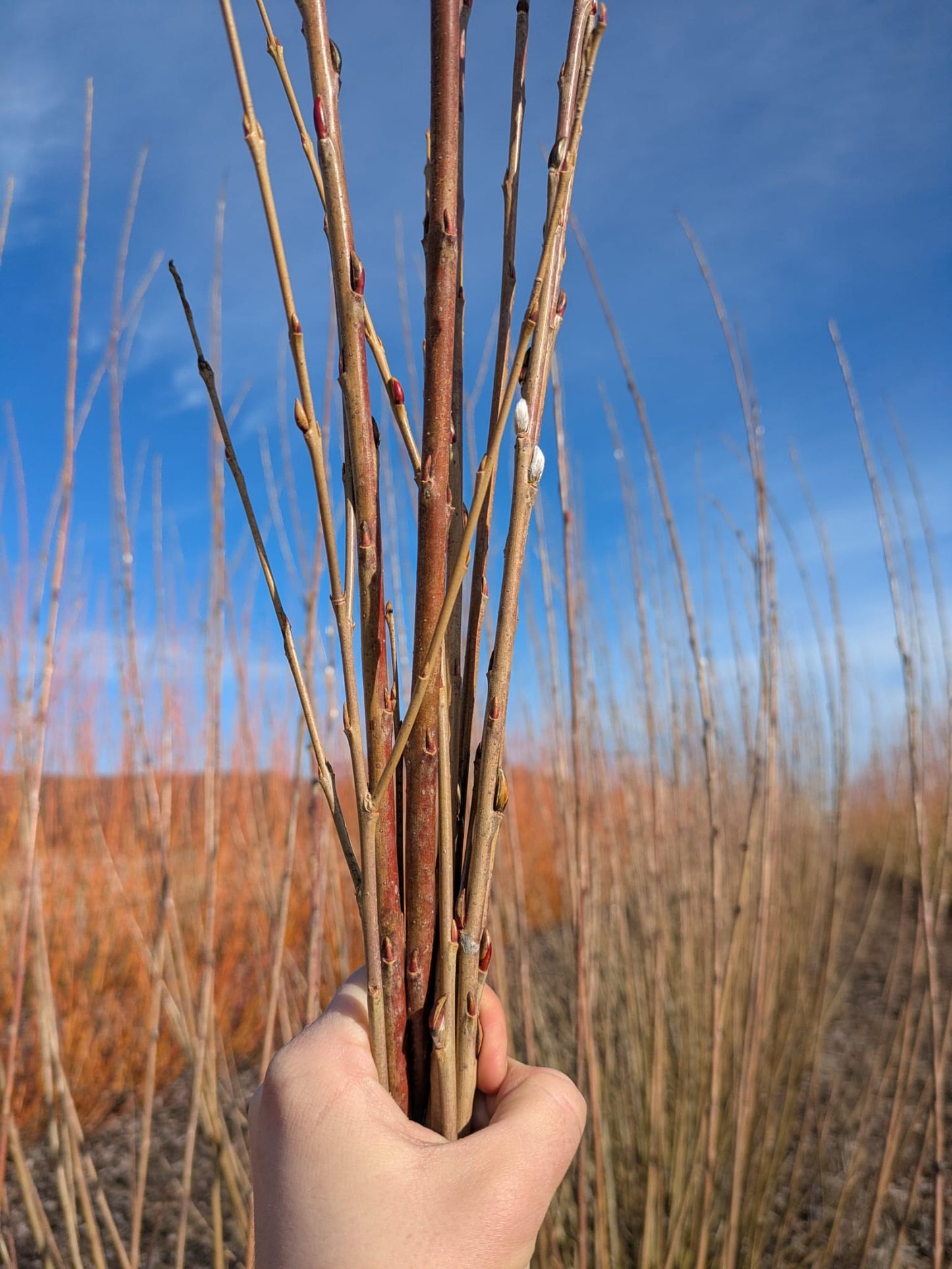 Willow Cuttings